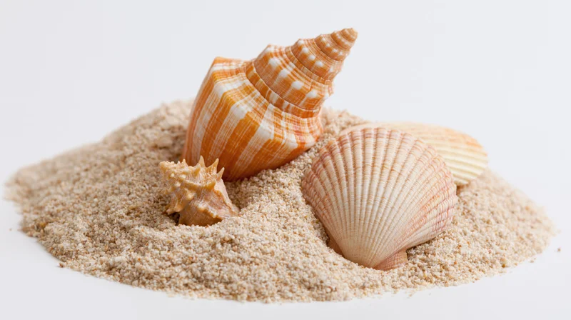Seashells resting on a pile of dry beach sand against white background