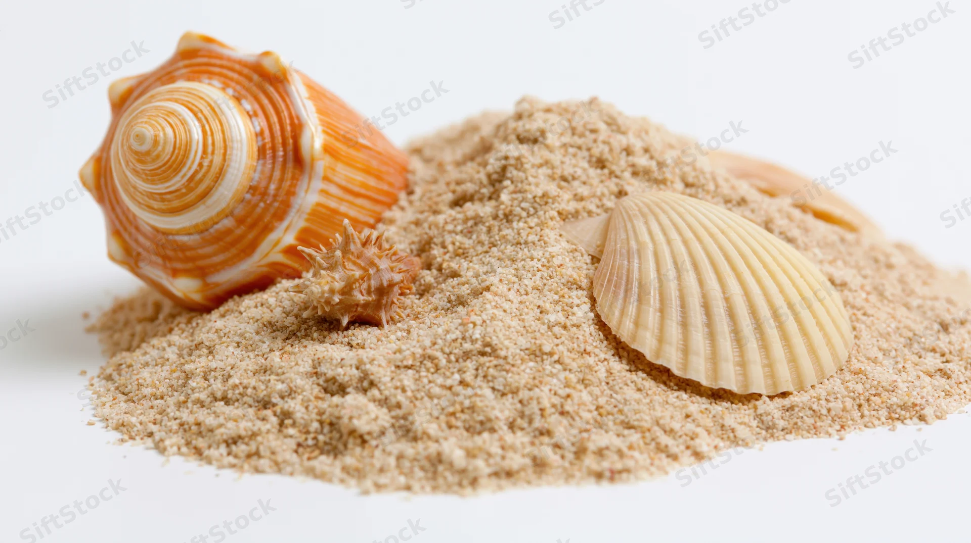 Seashells resting on a pile of dry beach sand against a white background