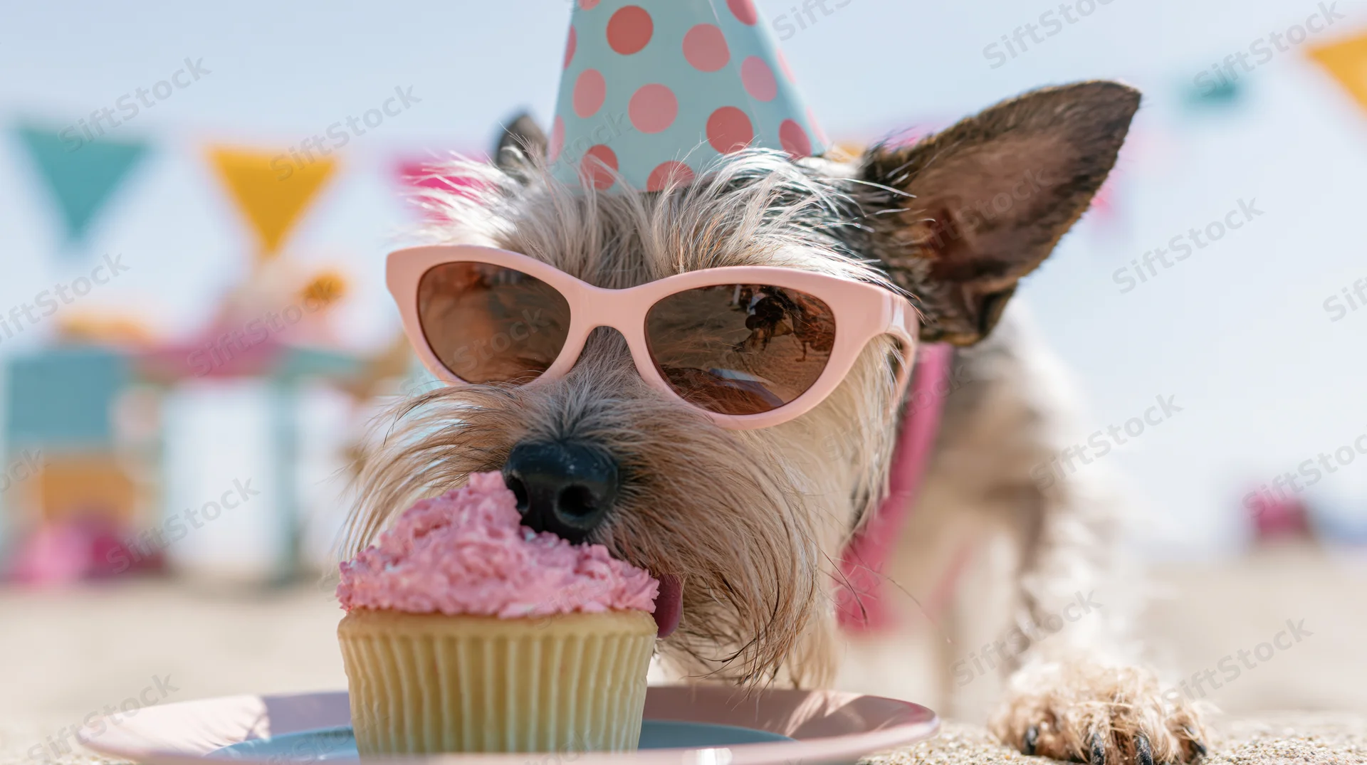 Small terrier mix wearing pink sunglasses and a polka-dot party hat eating a pink-frosted cupcake on a beach