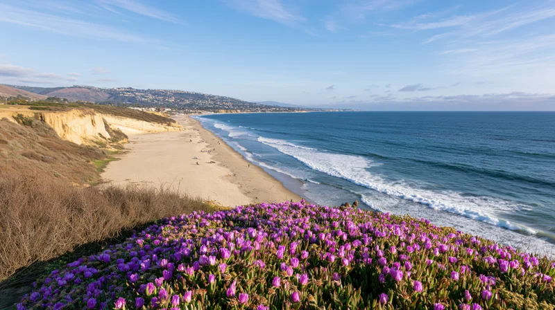 Purple wildflowers blooming on a bluff overlooking a sandy beach and ocean waves along the california coastline