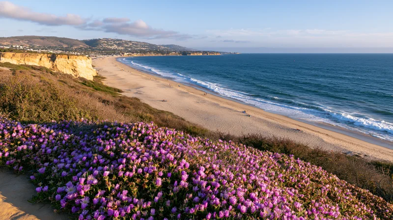 Purple wildflowers blooming on a bluff overlooking a sandy beach and ocean coastline