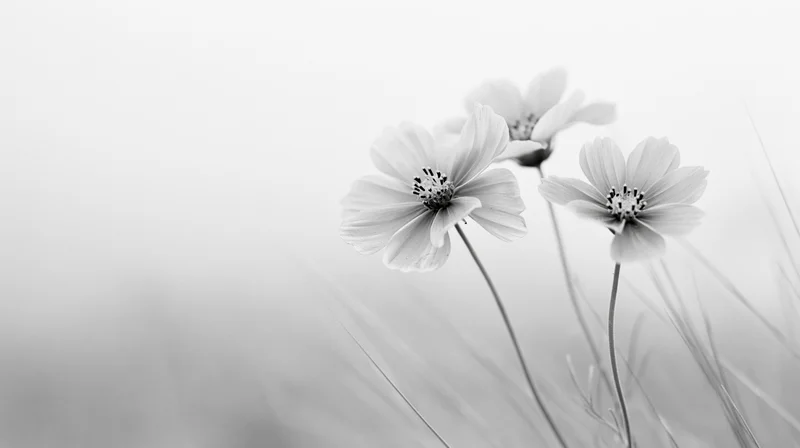 Three cosmos wildflowers on slender stems in soft focus against a light background