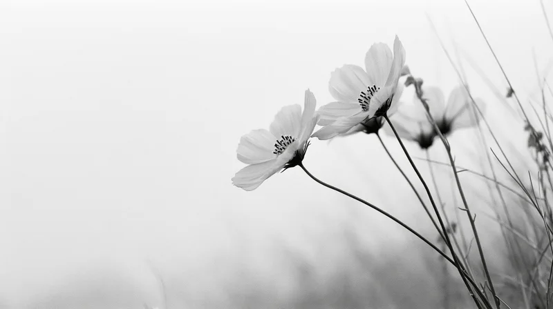 Three cosmos wildflowers on slender stems in a soft natural setting with blurred background