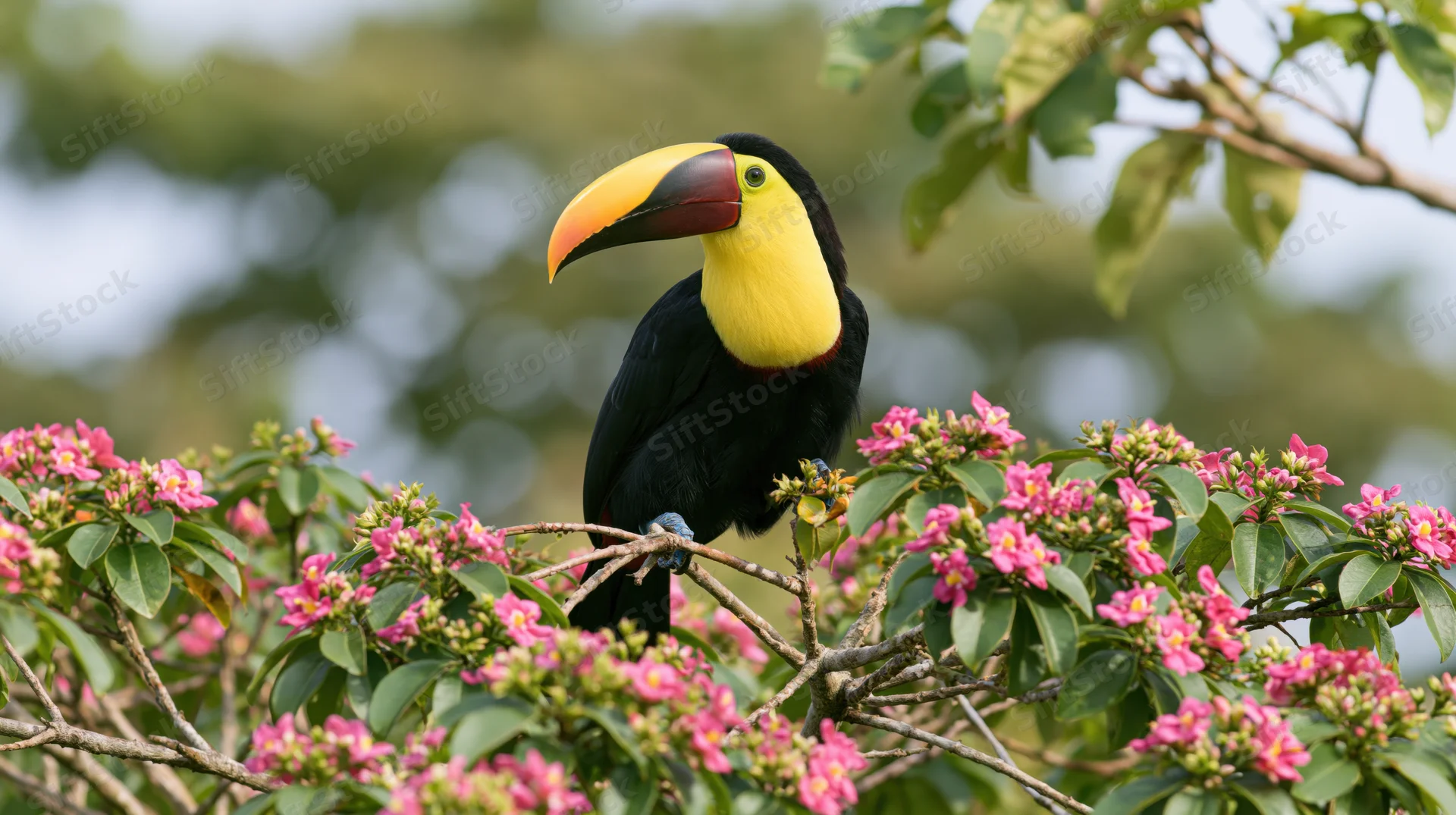 Toucan perched on a thin branch surrounded by pink tropical flowers