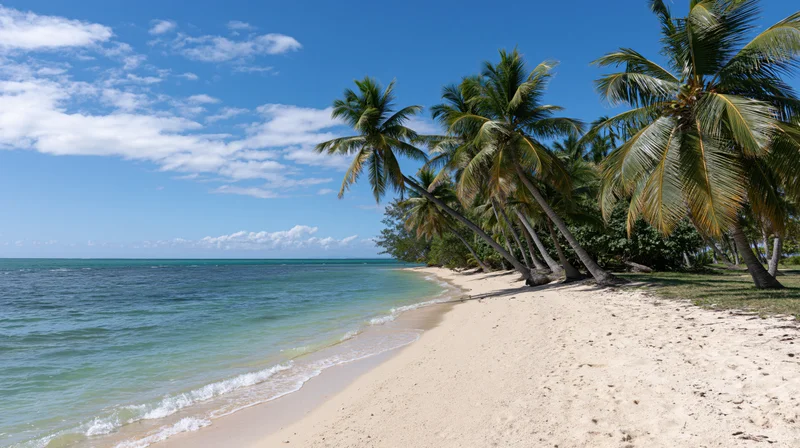 Tropical beach shoreline with coconut palms leaning over white sand beside turquoise ocean under blue sky