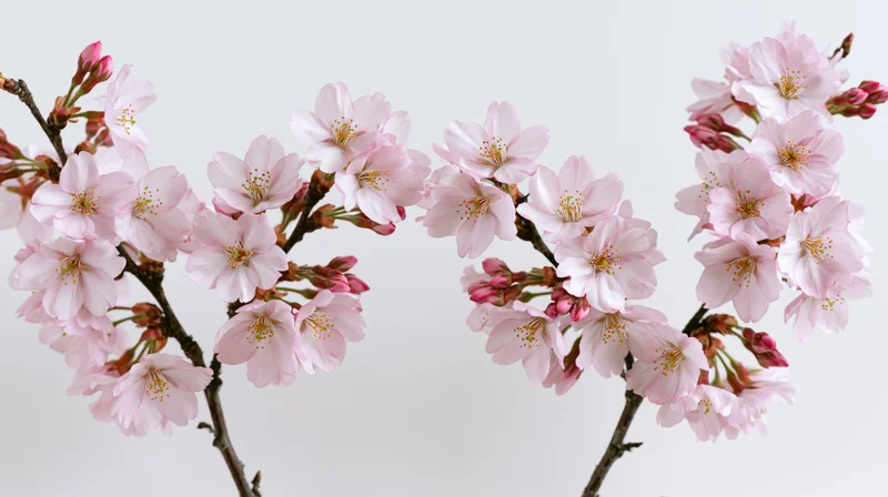 Cherry blossom branches with open pale pink flowers and buds against a white background