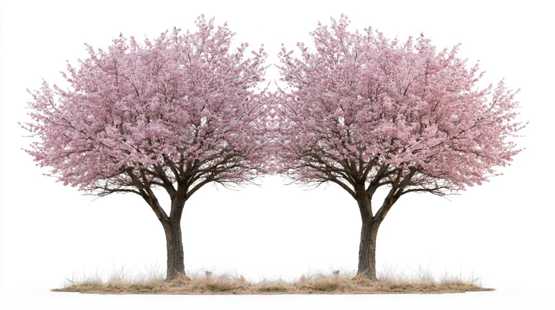 Two cherry blossom trees in full bloom side by side on white background
