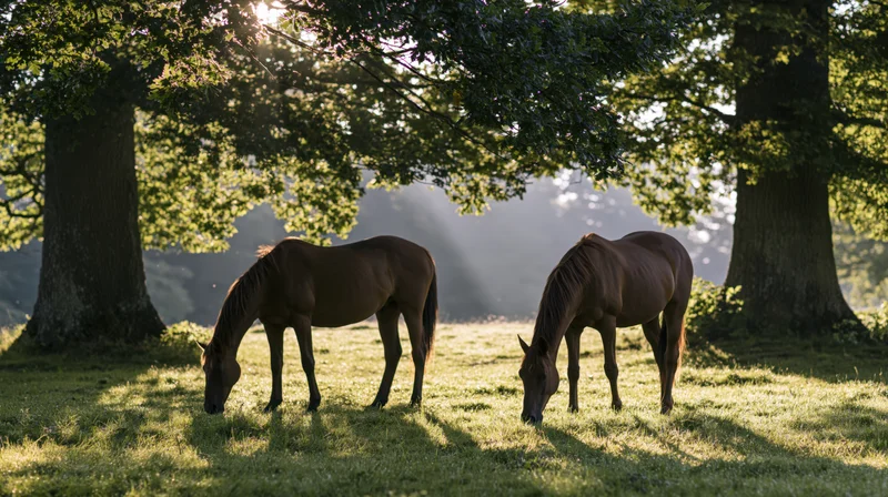 Two chestnut horses grazing in a sunlit grass clearing under large trees