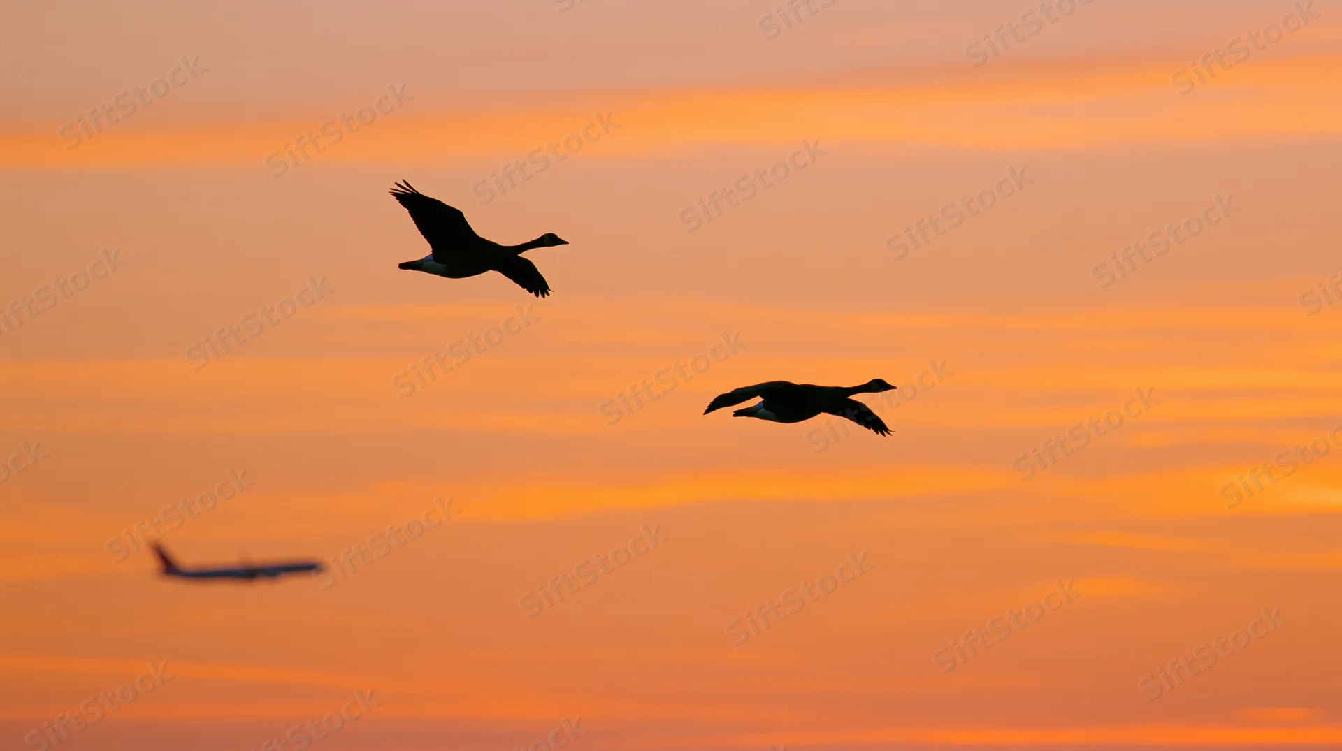 Two geese flying in silhouette against an orange sunset sky with a commercial jet in the distance