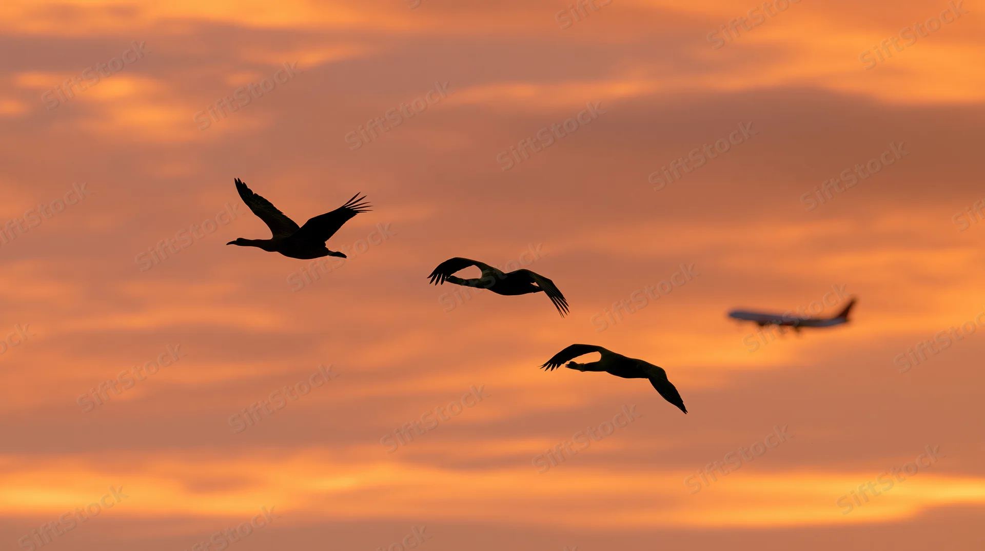Three geese flying in formation against an orange sunset sky with a commercial jet in the distance