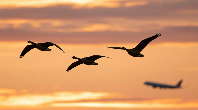 Three geese flying in formation against a sunset sky with a commercial jet in the distance