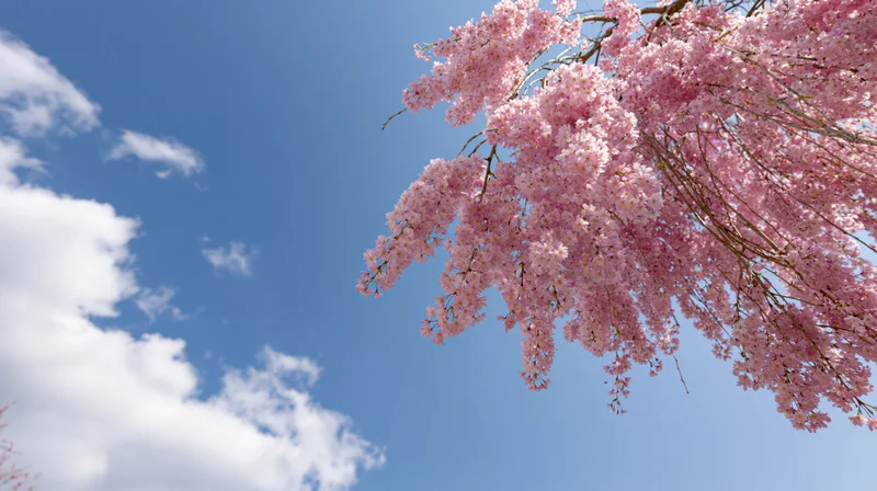 Weeping cherry tree branches covered in dense pale pink blossoms against a blue sky with scattered clouds
