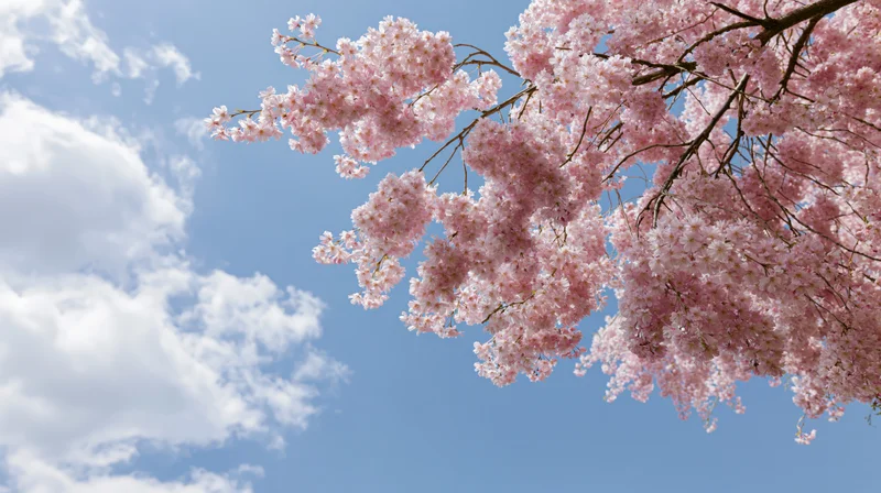 Cherry blossoms in full bloom against a blue sky with scattered clouds