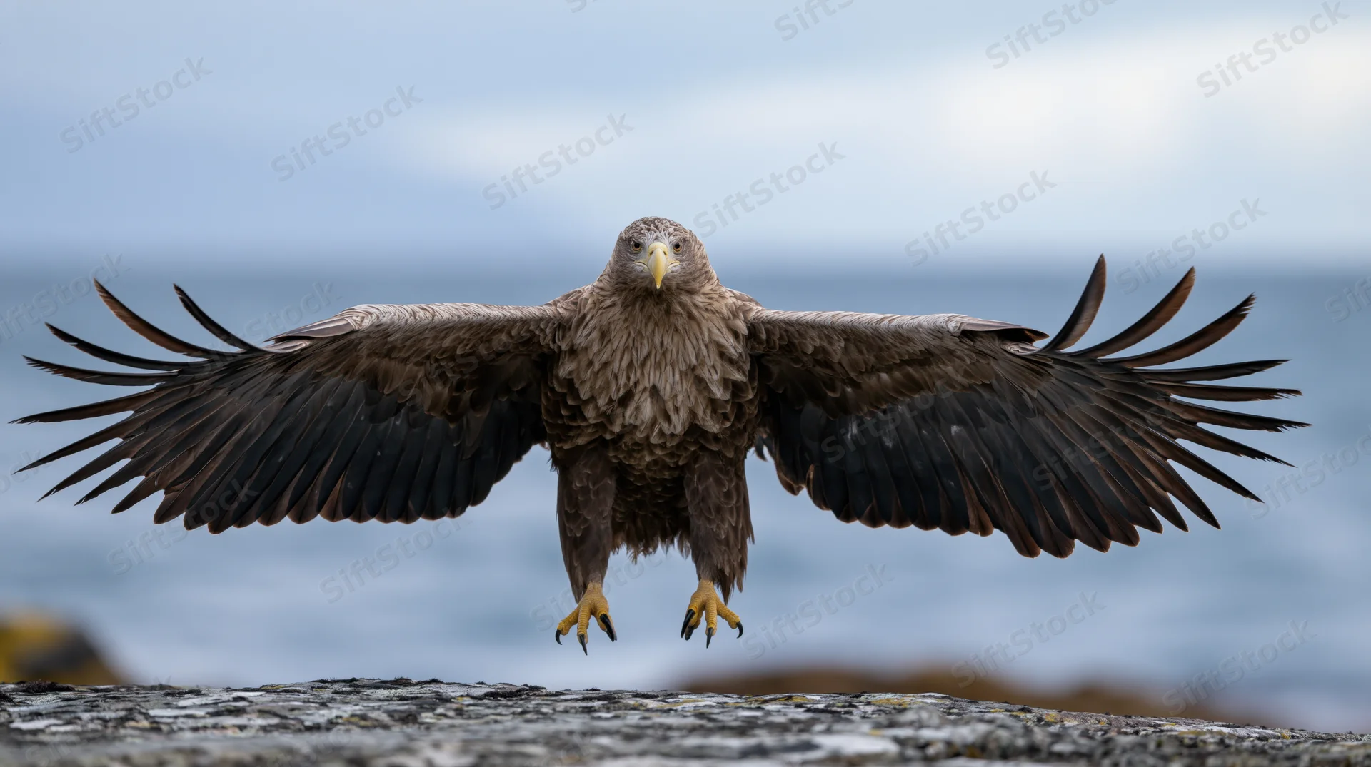 White-tailed eagle landing with wings fully spread over rocky cliff by ocean