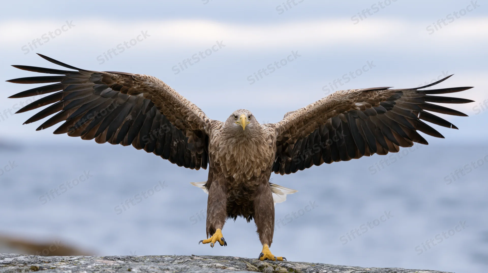 White-tailed eagle landing with wings spread wide on rocky cliff overlooking ocean