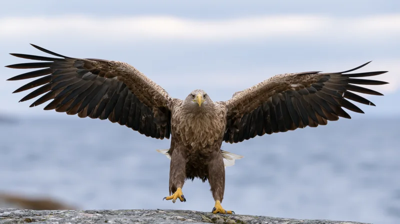 White-tailed eagle landing with wings spread wide on rocky cliff overlooking ocean