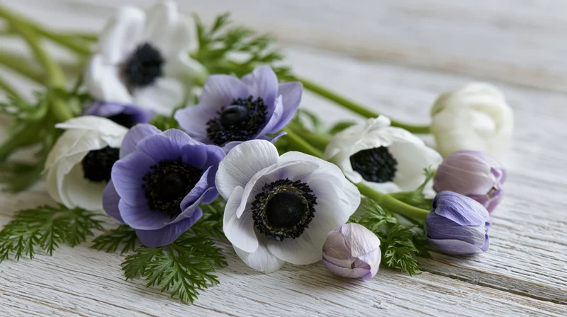 White and purple anemone flowers with dark centers arranged on a light wooden surface