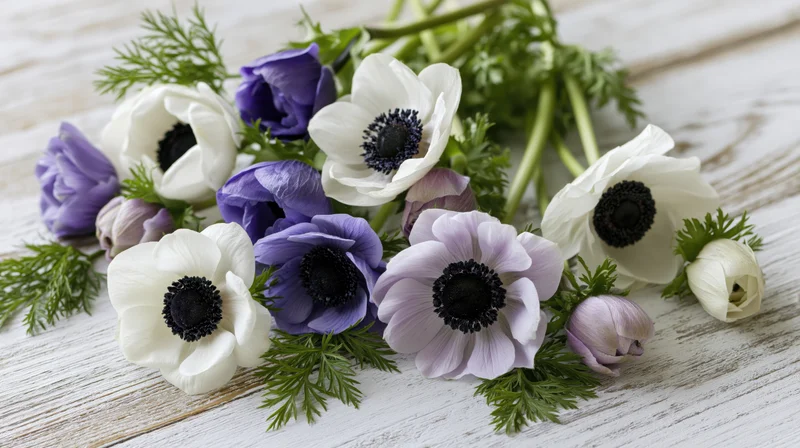 White and purple anemone flowers with dark centers arranged on a weathered wooden surface