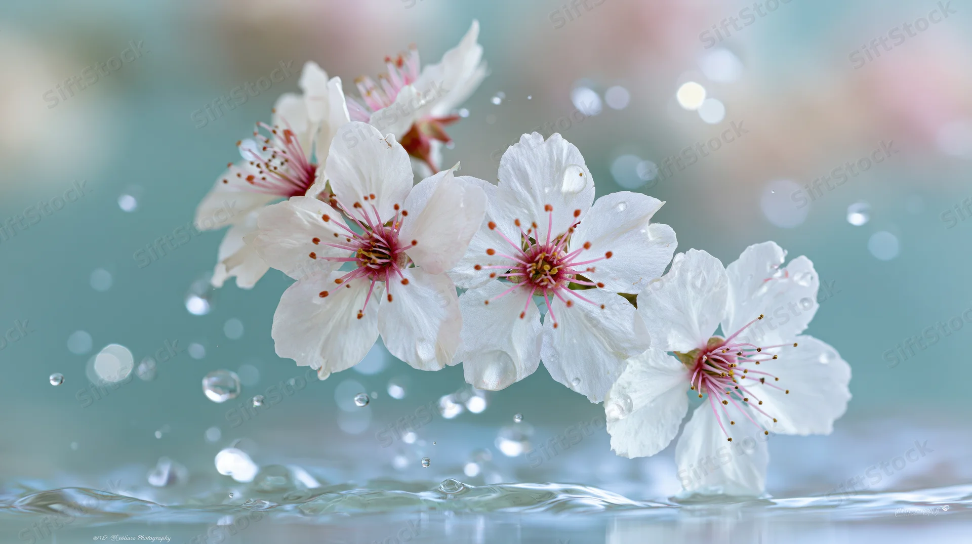 White cherry blossoms floating above rippling water with droplets suspended in mid-air