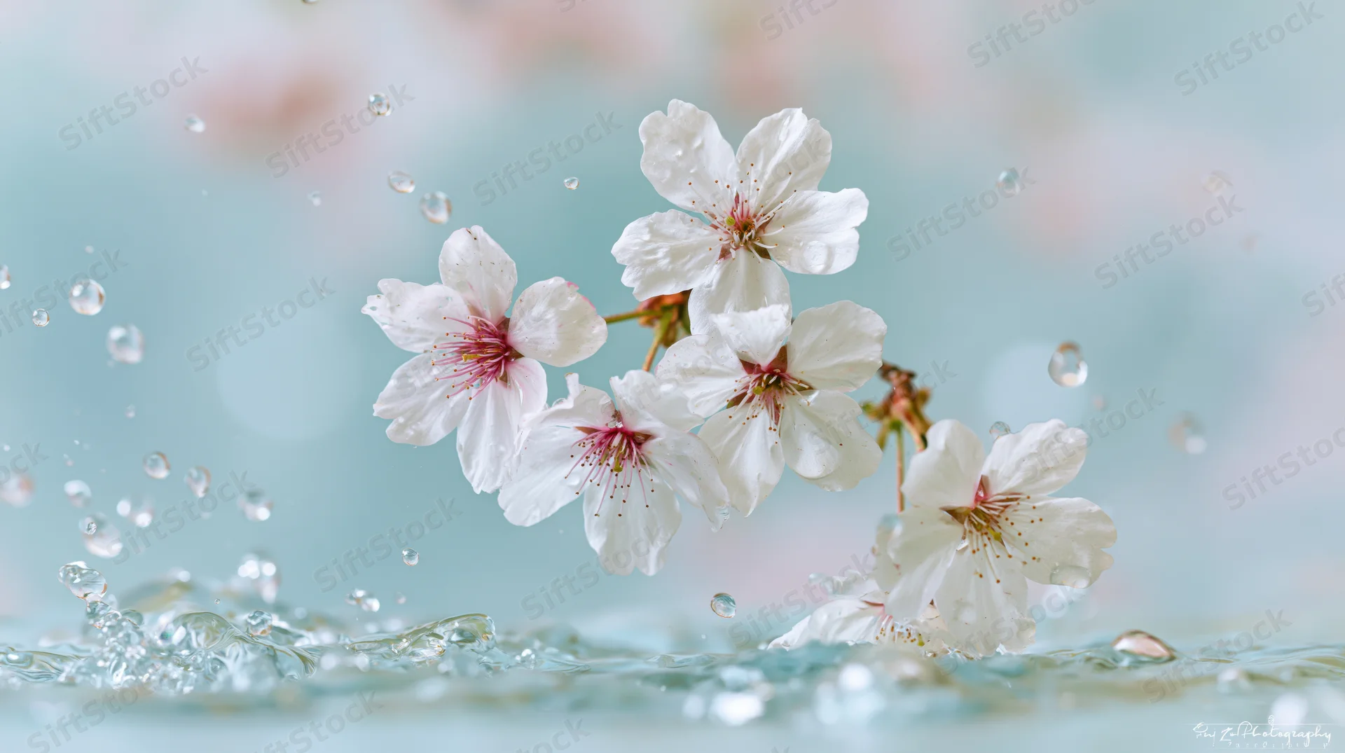 White cherry blossoms suspended in mid-air above a water splash with floating droplets