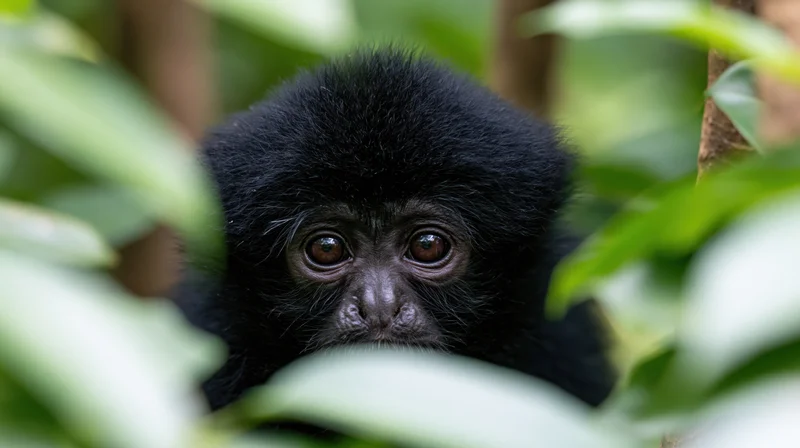 Young black gibbon peeking through dense green foliage in jungle habitat