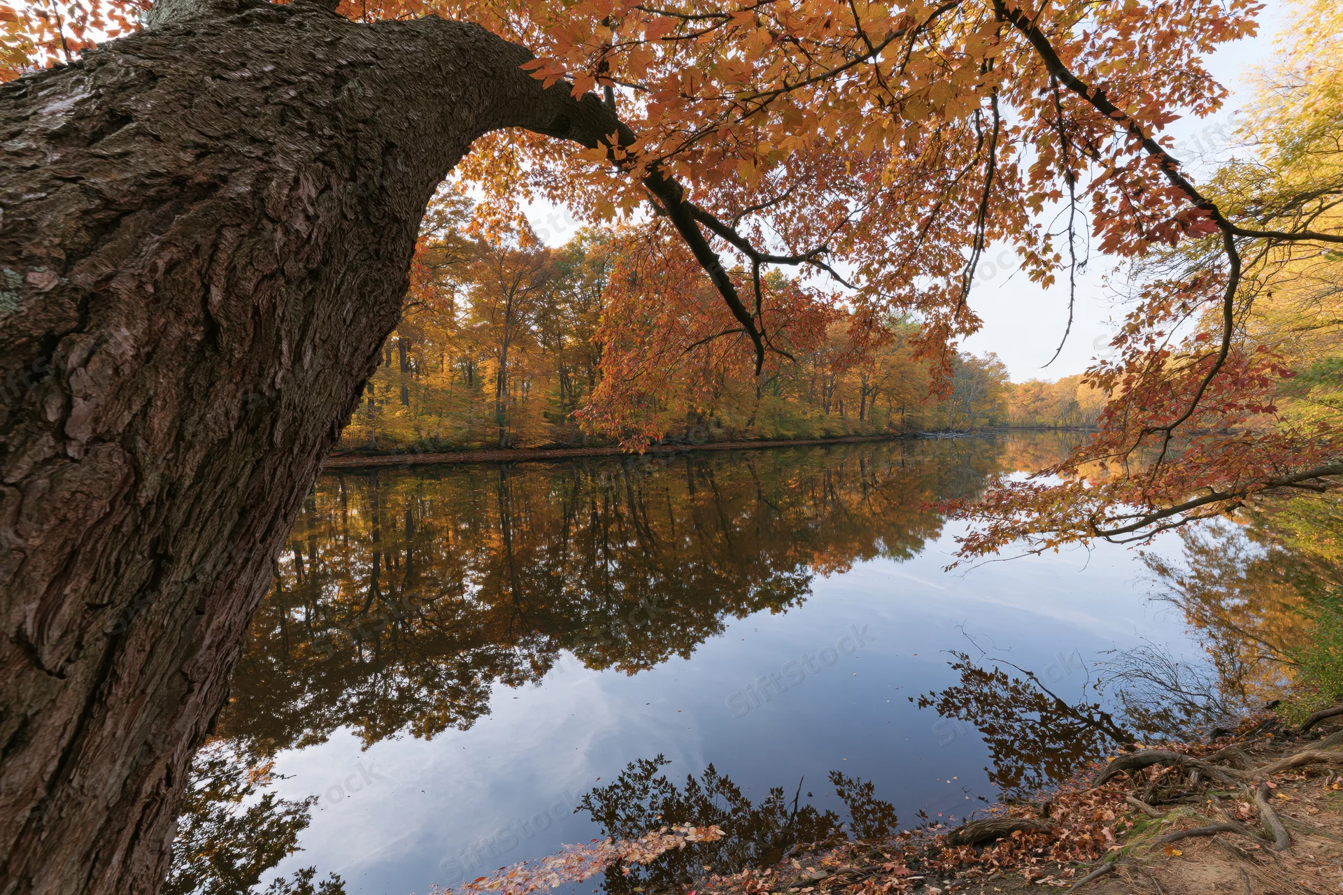Calm river reflecting autumn forest trees along its shore
