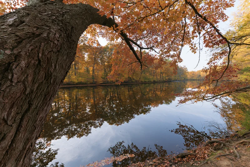 Calm river reflecting autumn forest trees along its shore
