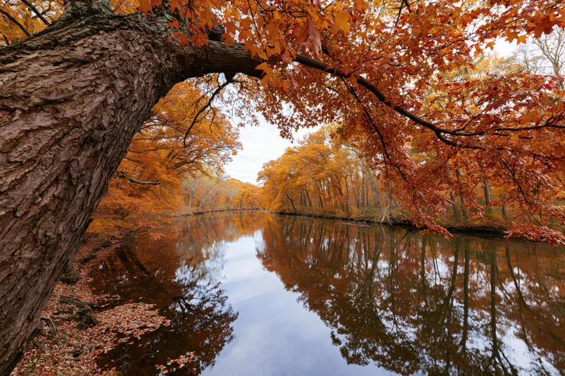 Calm river reflecting autumn trees in dense forest