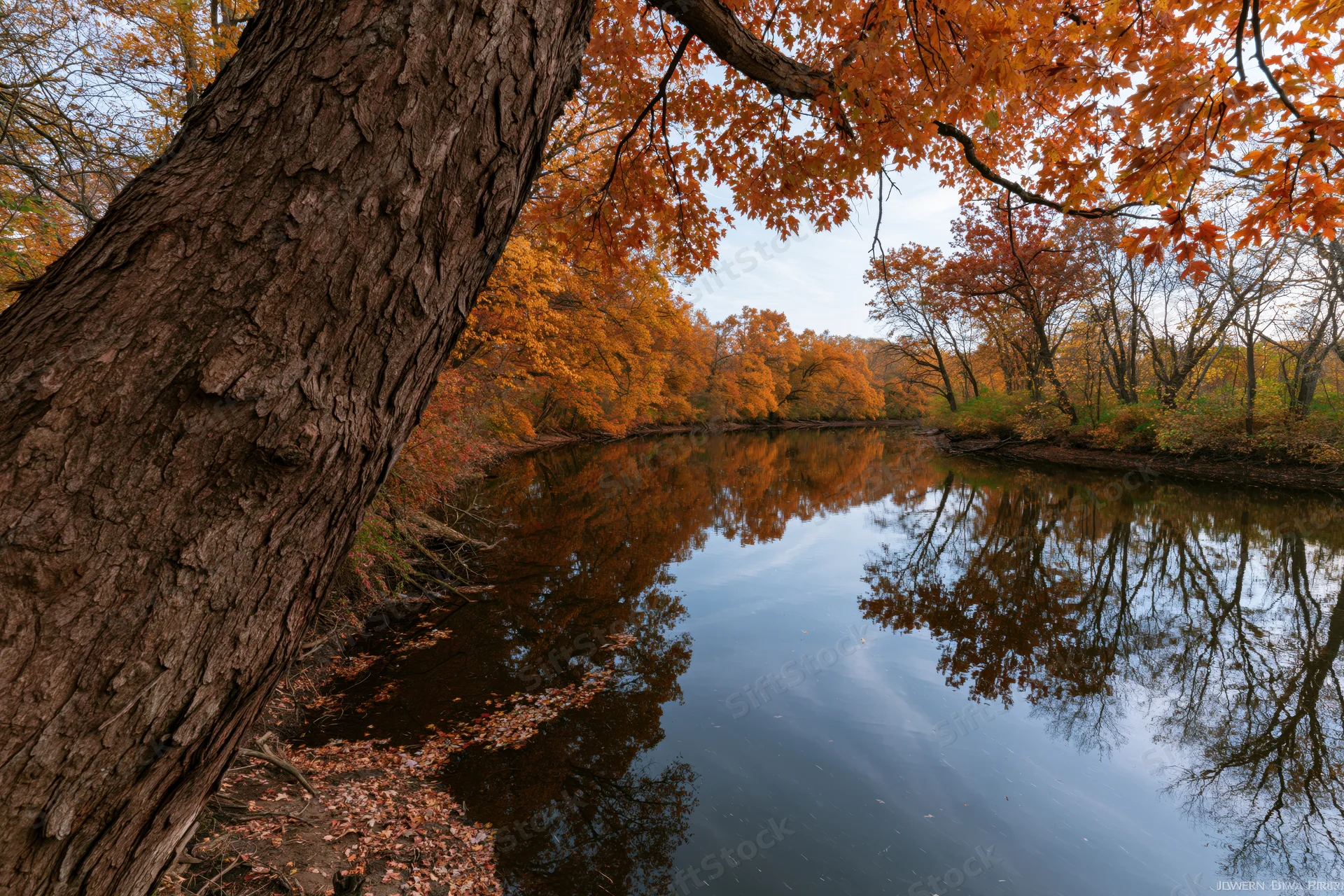 Calm river reflecting autumn trees in dense forest