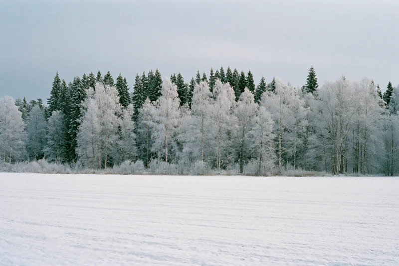 Flat snow-covered field extending to a frost-covered treeline