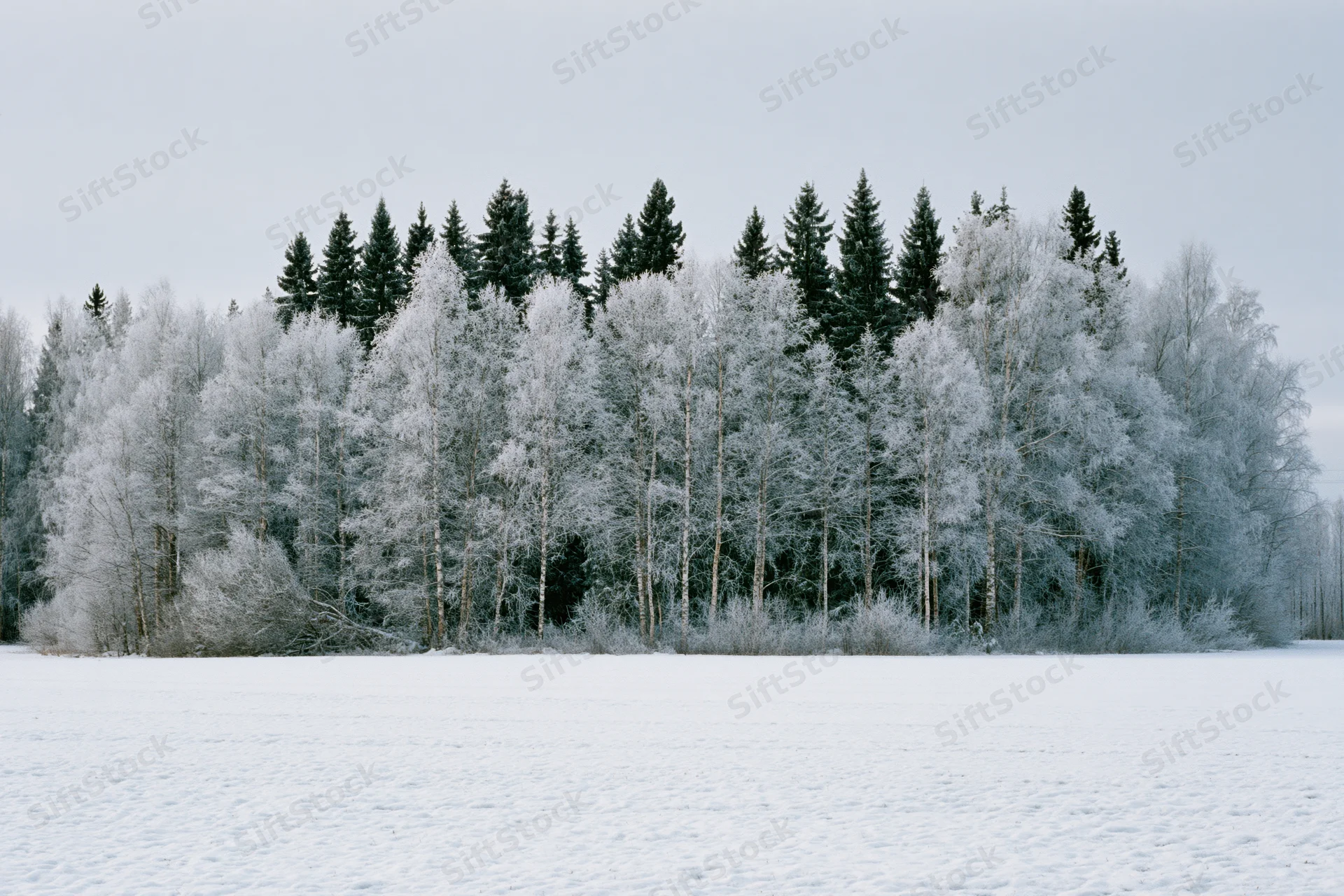 Snow-covered field stretching to a frost-laden treeline of birch and pine trees