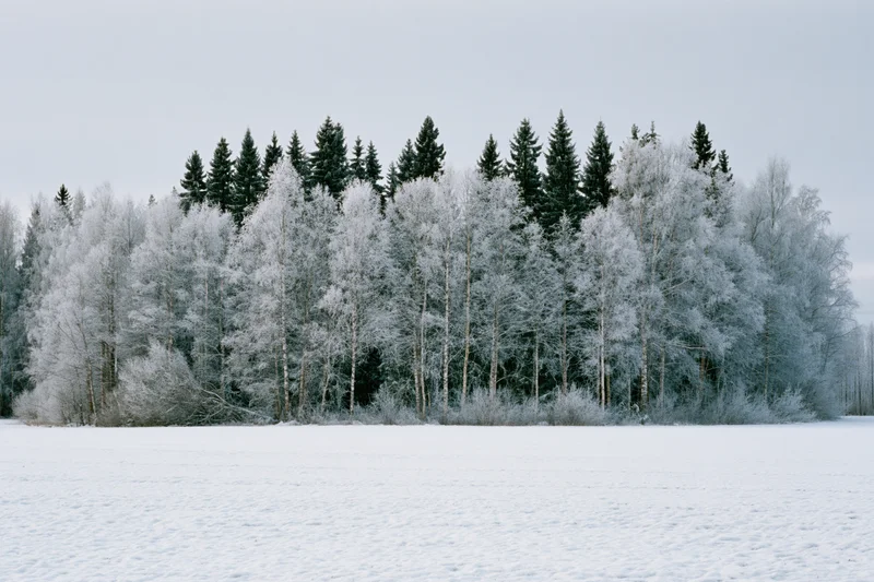 Snow-covered field stretching to a frost-laden treeline of birch and pine trees
