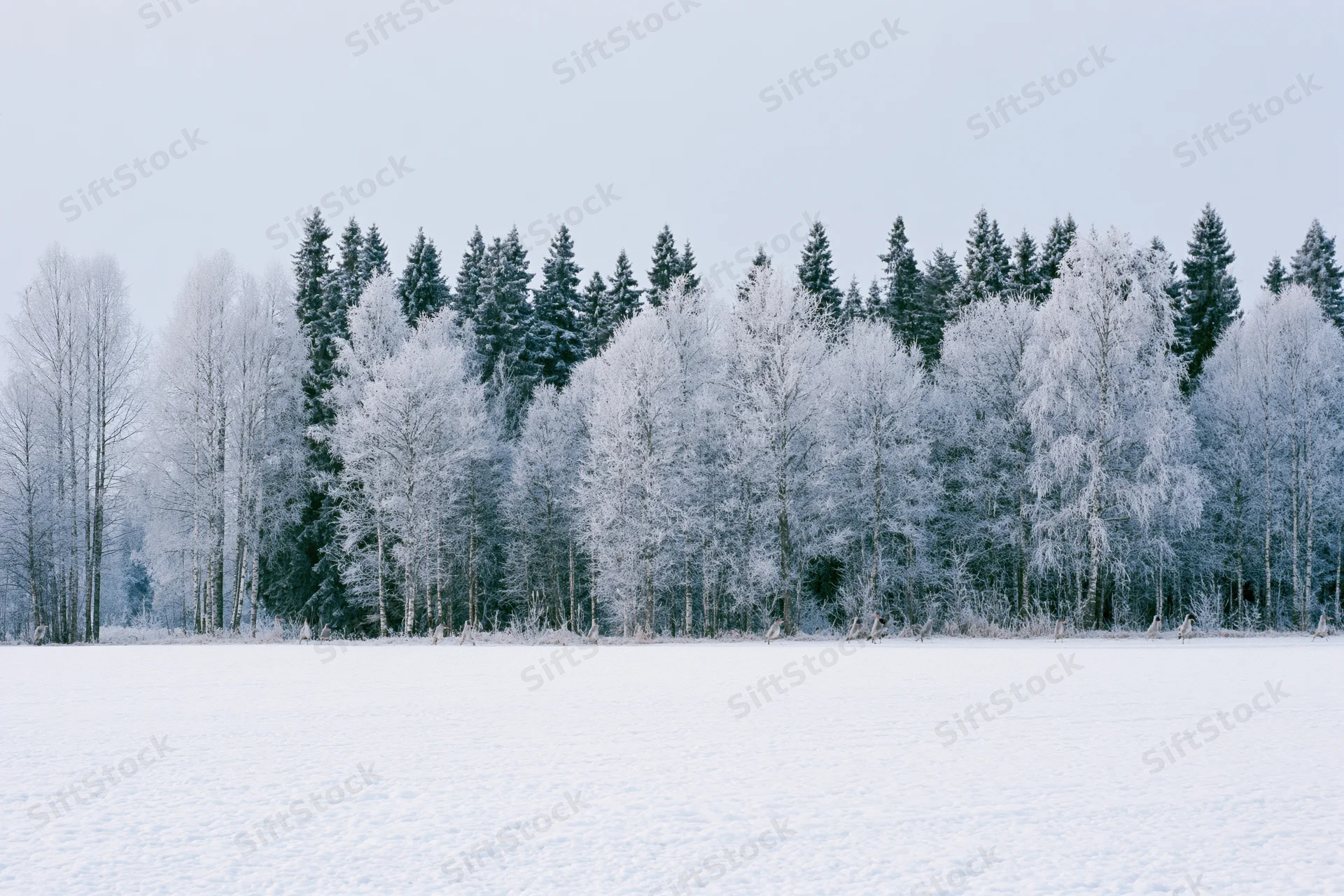 Snow-covered field stretching to a frost-laden treeline of evergreen and deciduous trees