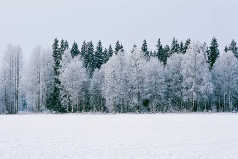 Snow-covered field stretching to a frost-laden treeline of evergreen and deciduous trees