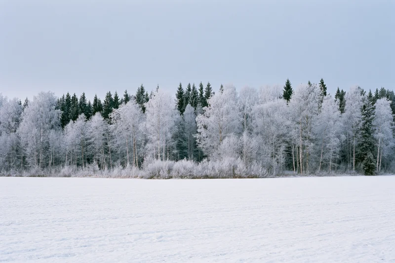 Snow-covered field stretching to a frost-laden treeline of birch and pine trees