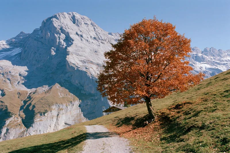 Lone orange deciduous tree on grassy hillside with mountain peak in background near gravel path and cabin