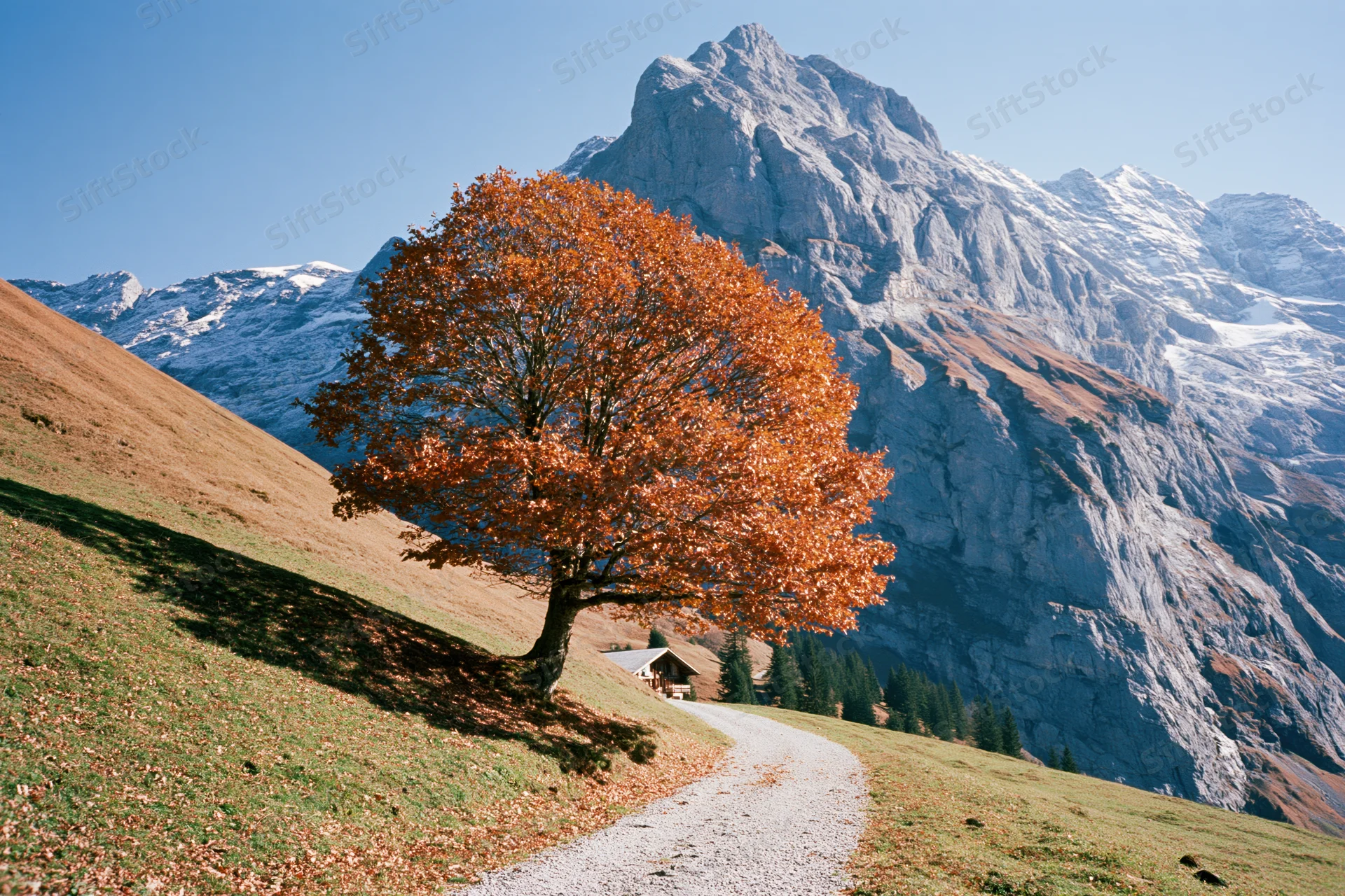 Lone orange deciduous tree on a grassy hillside beside a gravel path with snow-capped mountains in the background