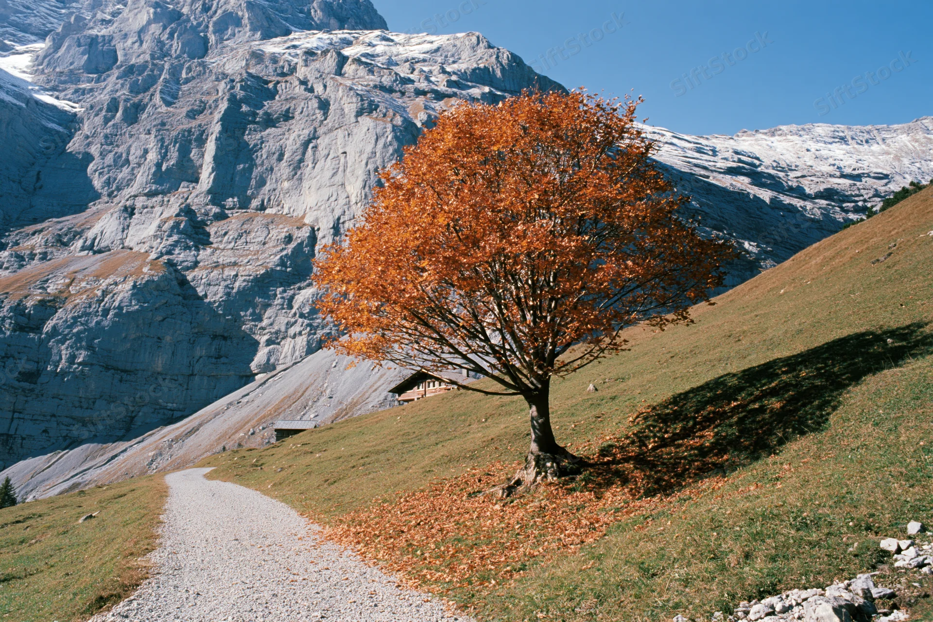 Lone deciduous tree with orange autumn foliage on a grassy hillside beside a gravel path near alpine mountains