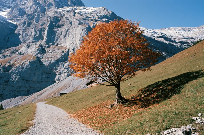 Lone deciduous tree with orange autumn foliage on a grassy hillside beside a gravel path near alpine mountains