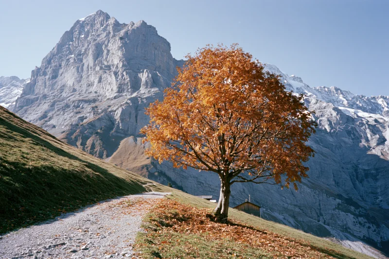 Lone deciduous tree with orange autumn foliage on a mountain slope beside a gravel path in alpine landscape