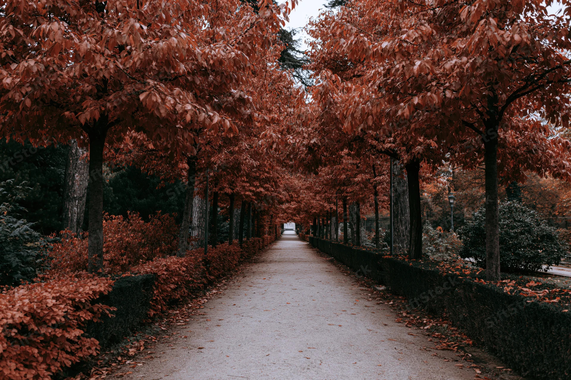 Narrow park pathway lined with autumn trees stretching into the distance