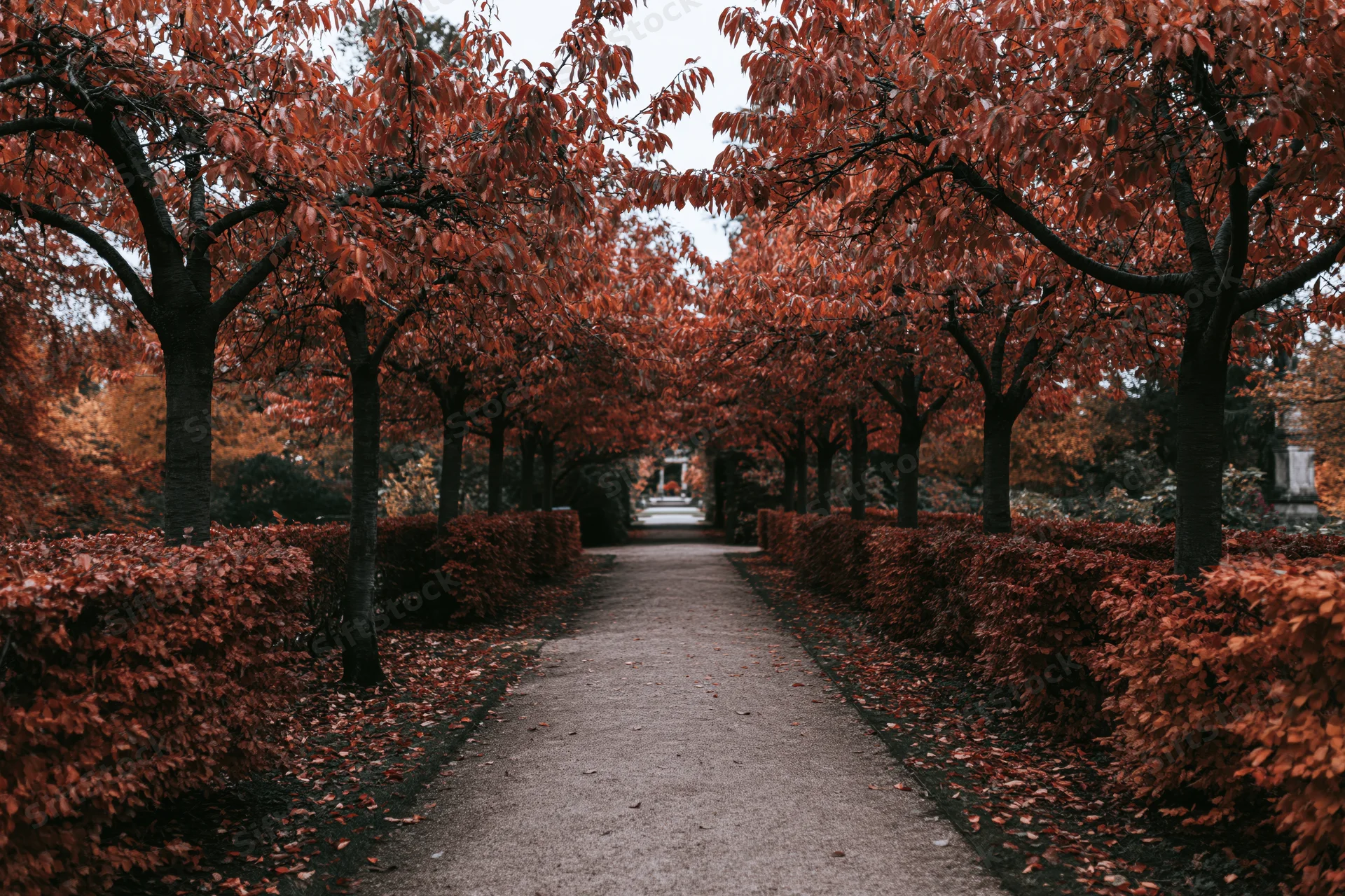 Narrow park pathway lined with red-leafed trees and hedges stretching into the distance