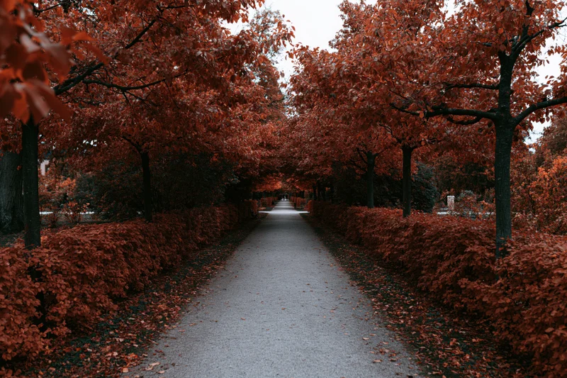 Narrow park pathway lined with red-leafed trees stretching into the distance