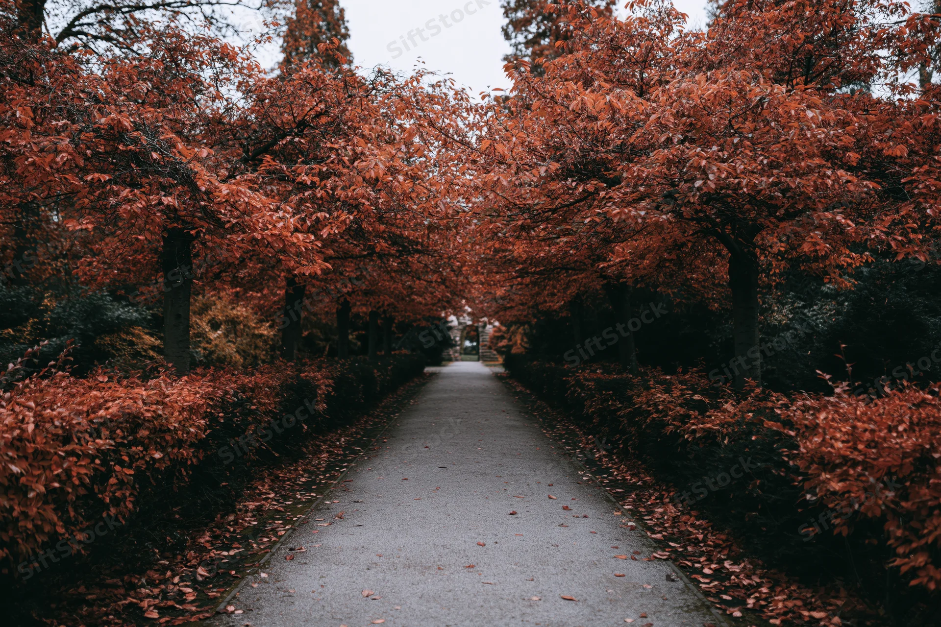 Narrow park pathway lined with red-leafed trees stretching into the distance