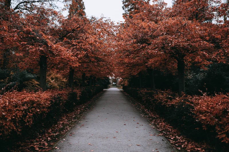 Narrow park pathway lined with red-leafed trees stretching into the distance