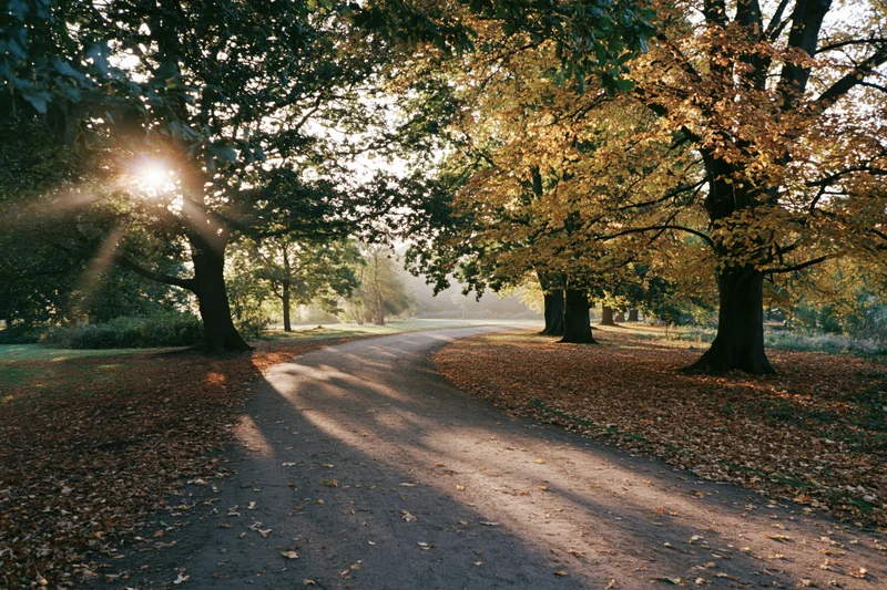 Winding dirt path through autumn park lined with trees and fallen leaves under morning sunlight