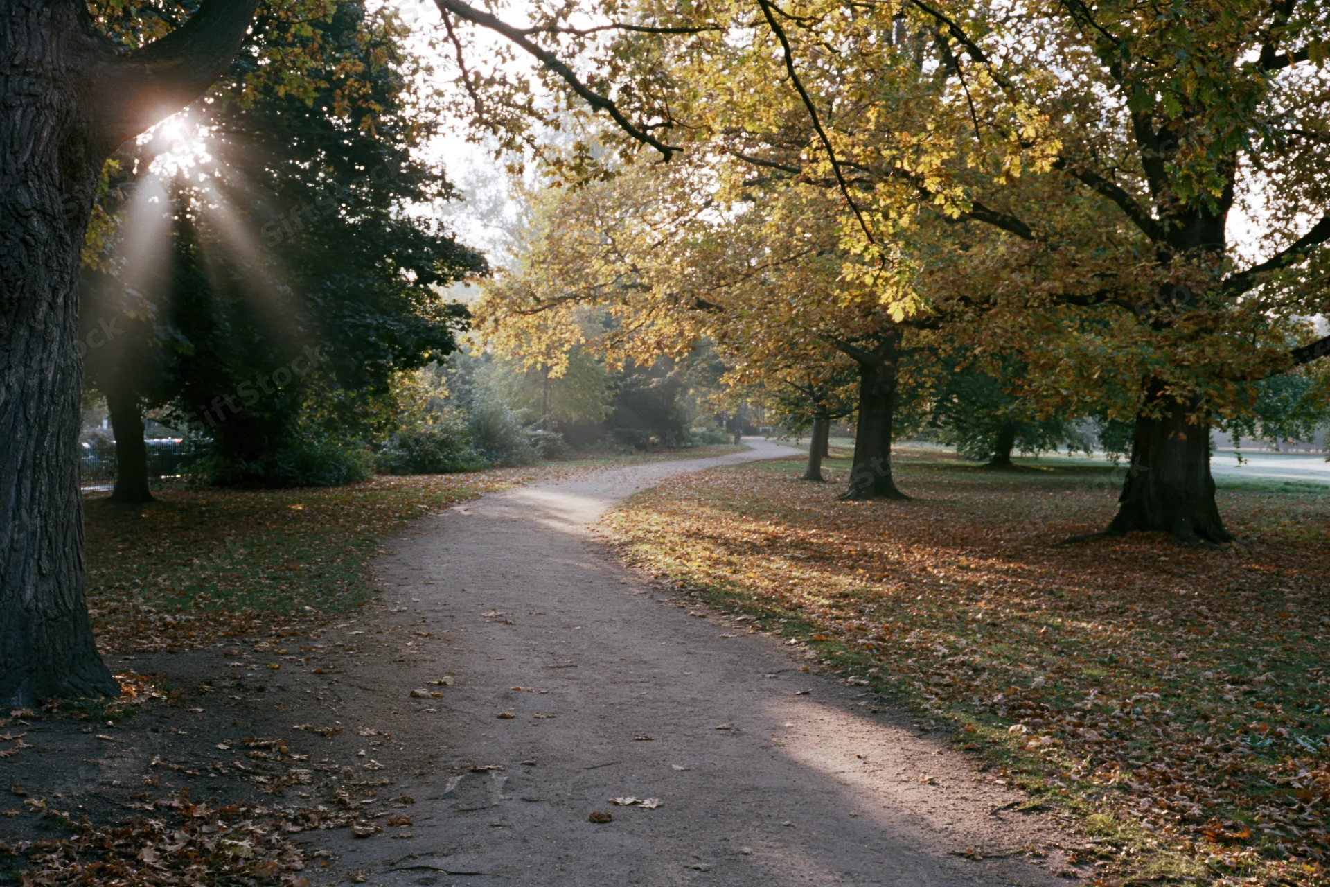 Winding dirt footpath curving through autumn park lined with trees and fallen leaves under sunlight