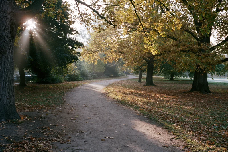 Winding dirt footpath curving through autumn park lined with trees and fallen leaves under sunlight