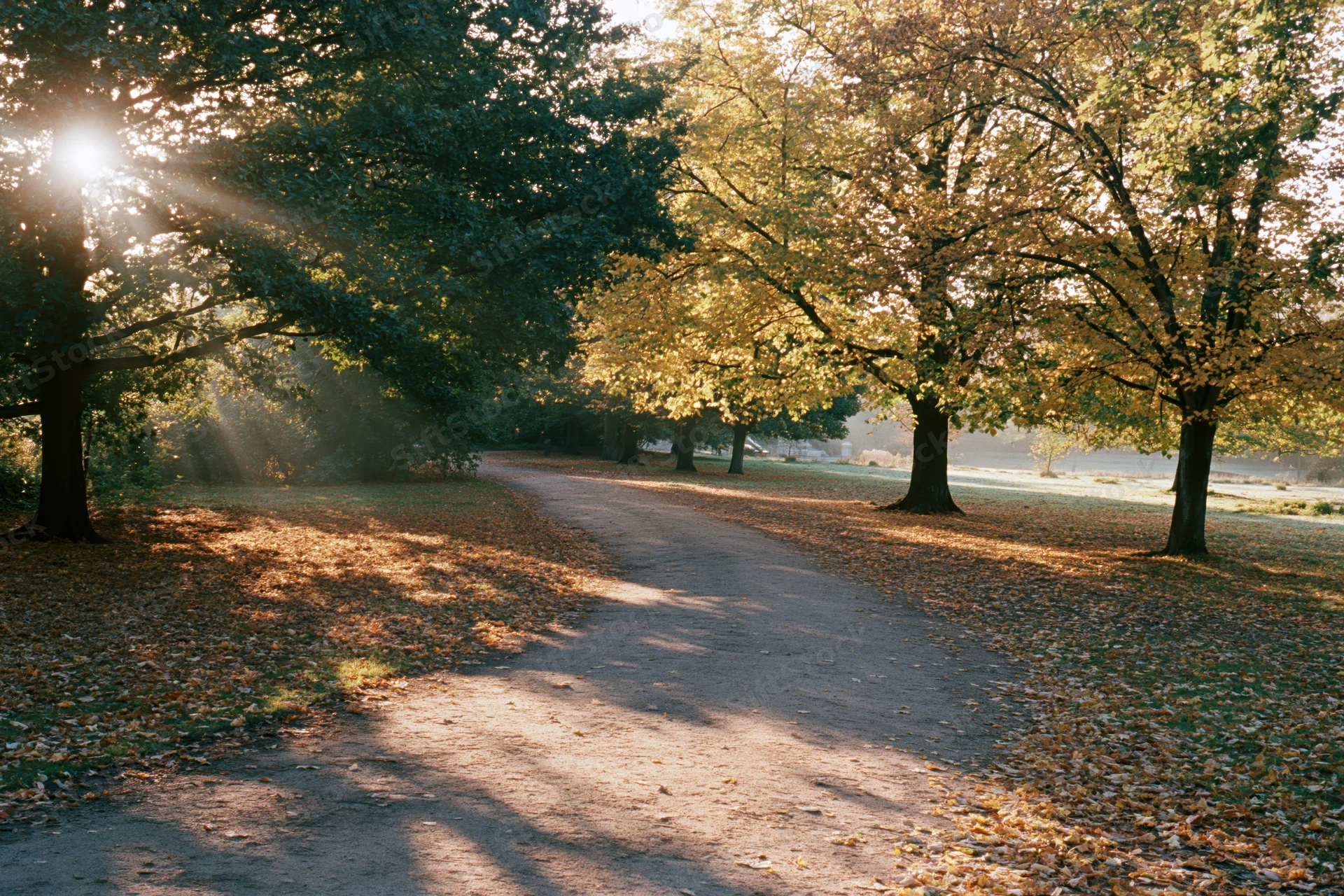Winding dirt path through autumn park lined with trees and fallen leaves under sunlight
