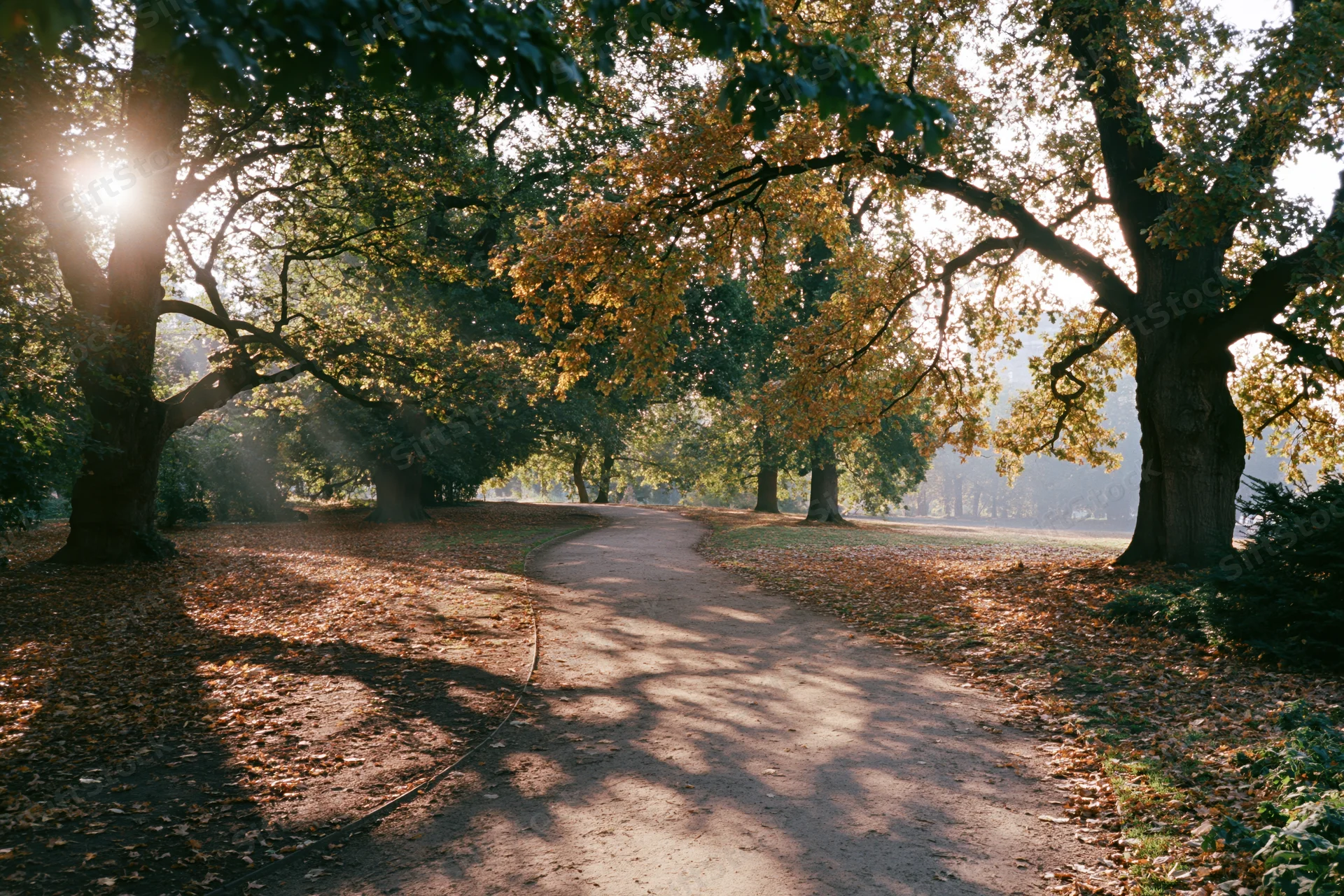 Winding dirt path through autumn park lined with trees and fallen leaves under sunlight